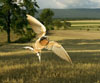 swallow
